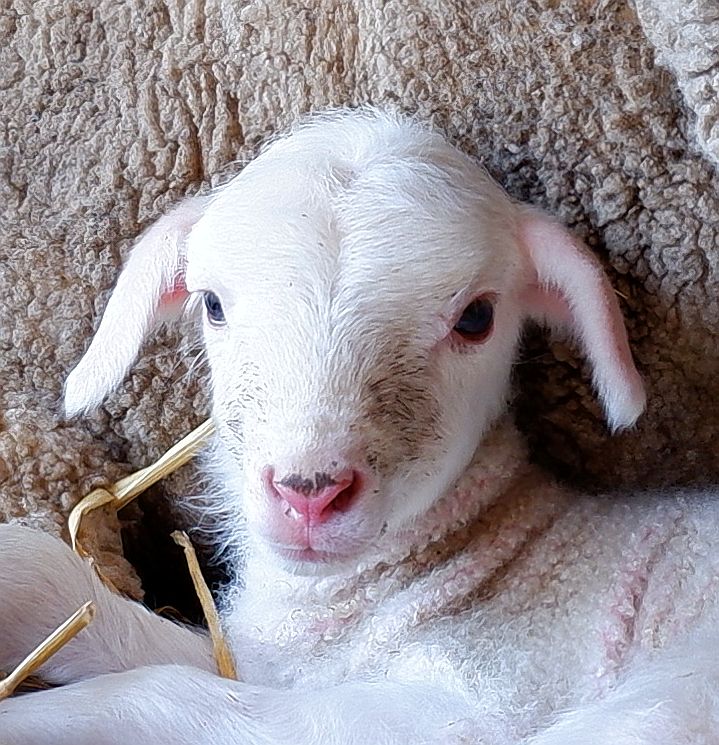 Friese Merino Lontwol