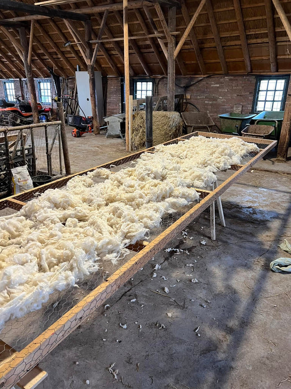 Groningse Merino Ruwe Wol
