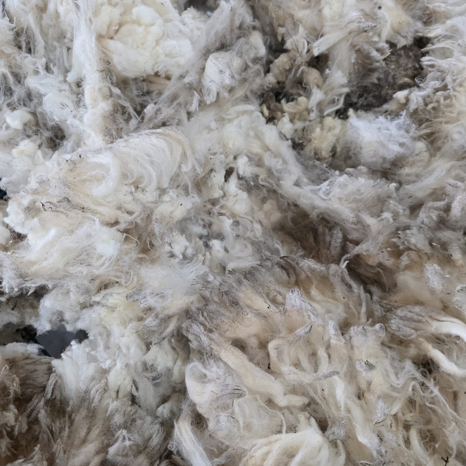 Groningse Merino Ruwe Wol
