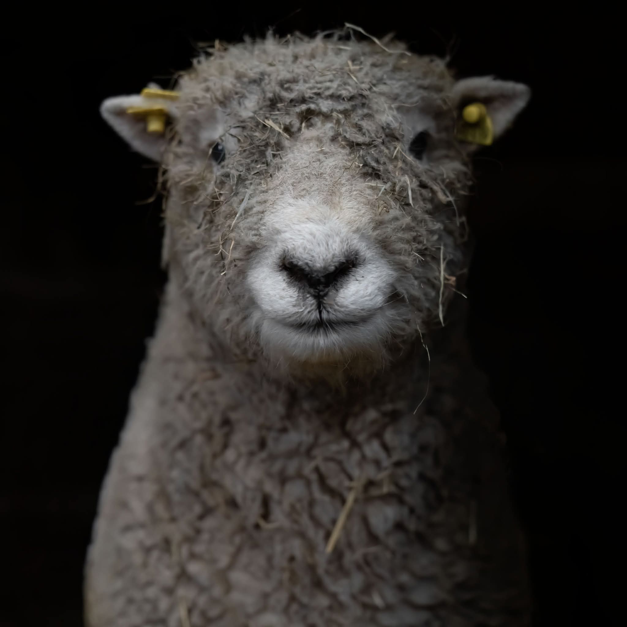 Friese Southdown Babydoll Ruwe Wol