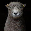 Friese Southdown Babydoll Ruwe Wol