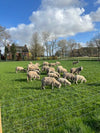 Groningse Merino Ruwe Wol