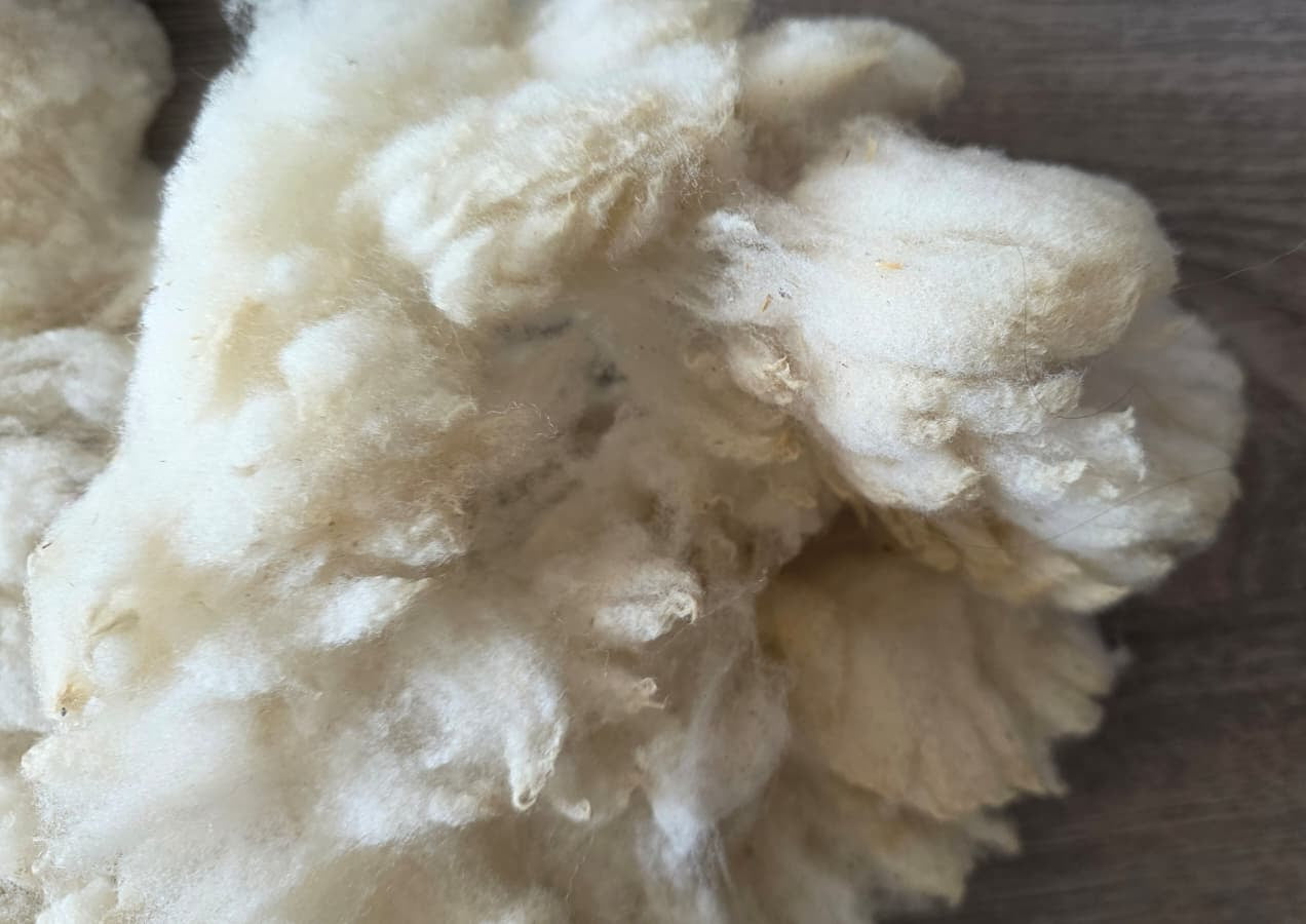 Friese Southdown Babydoll Ruwe Wol