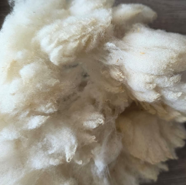 Friese Southdown Babydoll Ruwe Wol