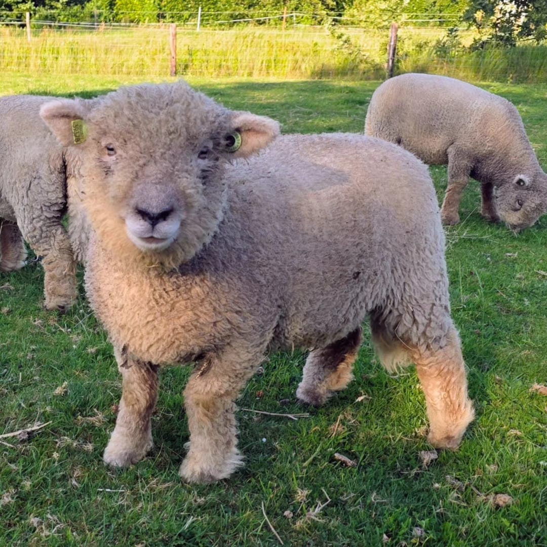 Friese Southdown Babydoll Ruwe Wol