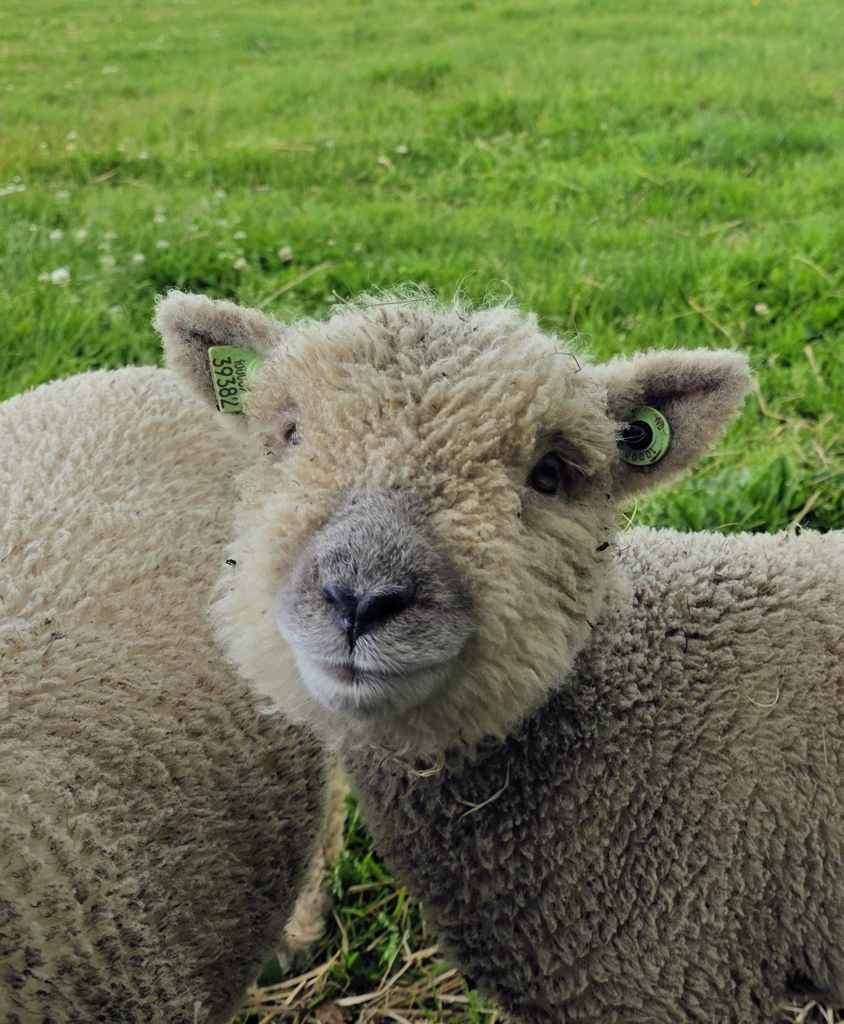 Friese Southdown Babydoll Ruwe Wol