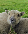 Friese Southdown Babydoll Ruwe Wol