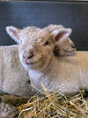 Friese Southdown Babydoll Ruwe Wol