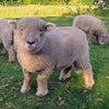 Friese Southdown Babydoll Ruwe Wol