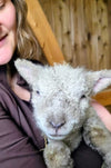 Friese Southdown Babydoll Ruwe Wol