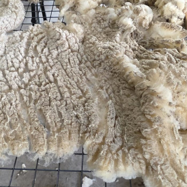 Friese Southdown Babydoll Ruwe Wol