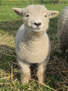 Friese Southdown Babydoll Ruwe Wol