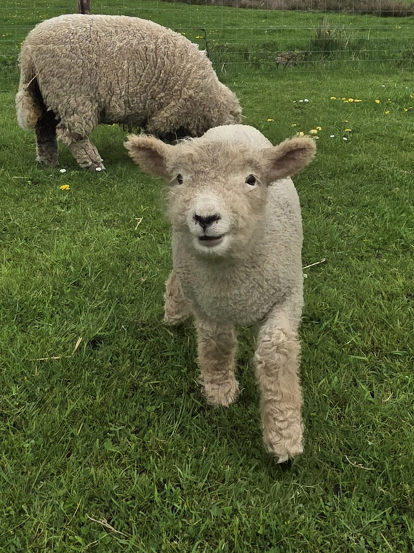 Friese Southdown Babydoll Ruwe Wol
