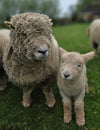 Friese Southdown Babydoll Ruwe Wol